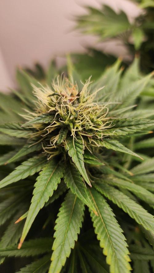 1st grow Sweet pure cbd. Week 12