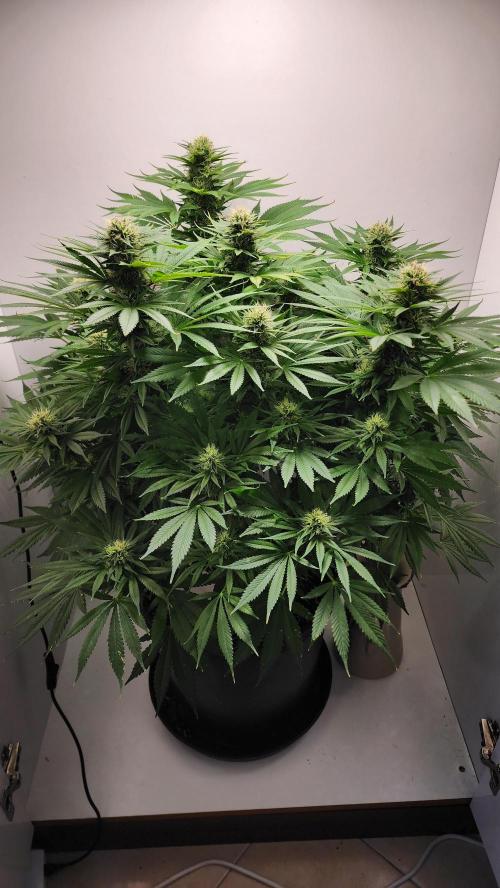 1st grow Sweet pure cbd. Week 12
