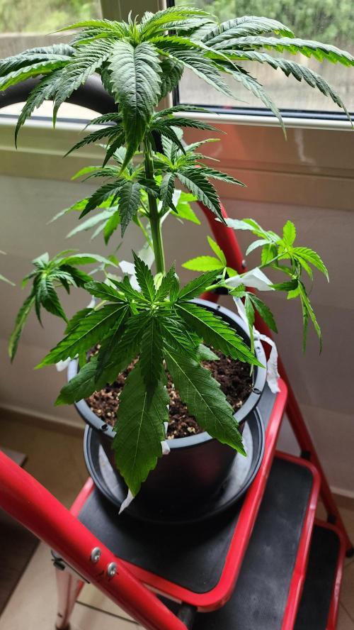 Eleven Rose's. Week 5