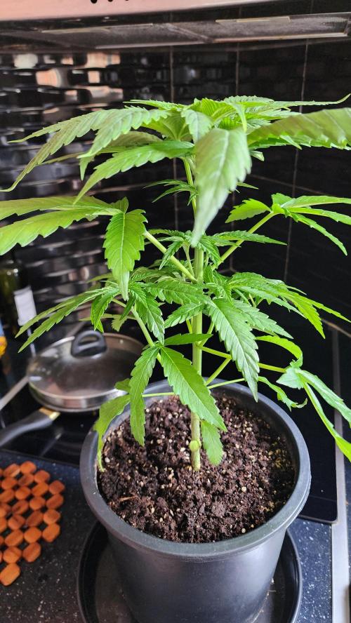 Eleven Rose's. Week 5