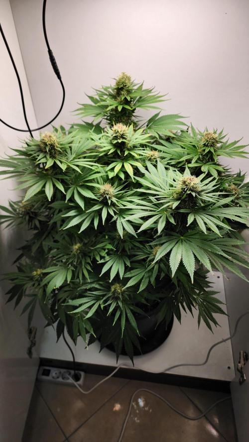 1st grow Sweet pure cbd. Week 13
