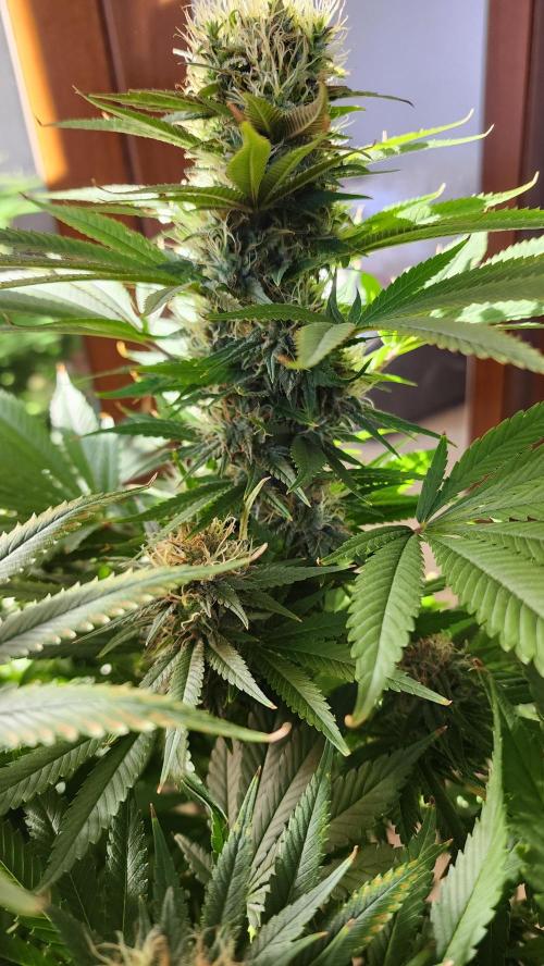 1st grow Sweet pure cbd. Week 13