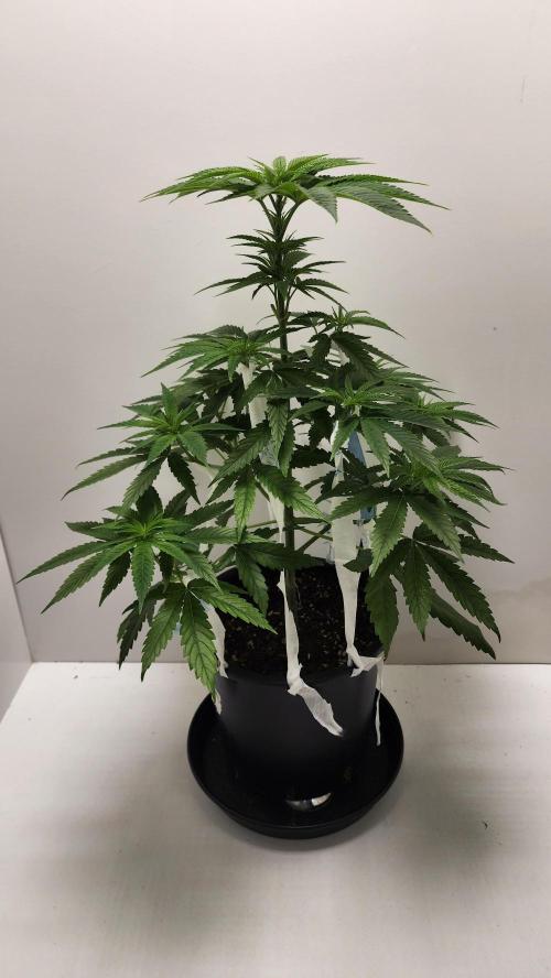 Eleven Rose's. Week 6