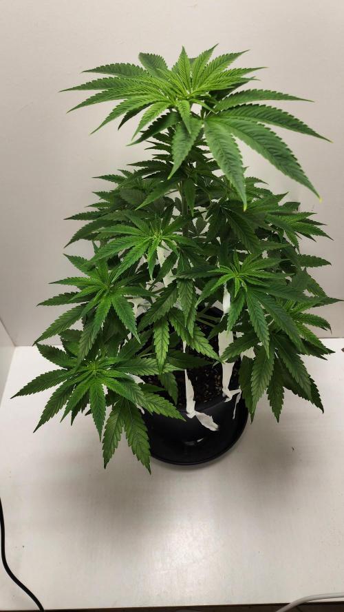 Eleven Rose's. Week 6