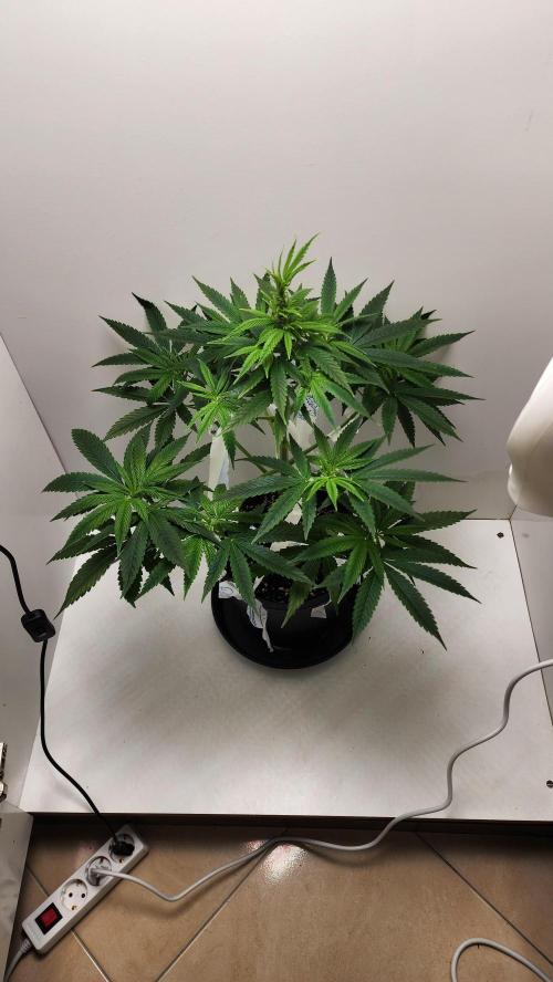 Eleven Rose's. Week 7