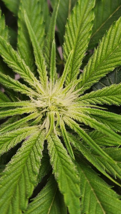 Eleven Rose's. Week 10