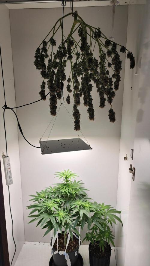 Eleven Rose's. Week 10