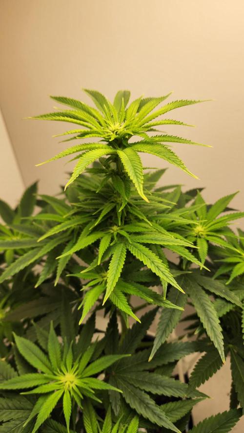 Eleven Rose's. Week 10