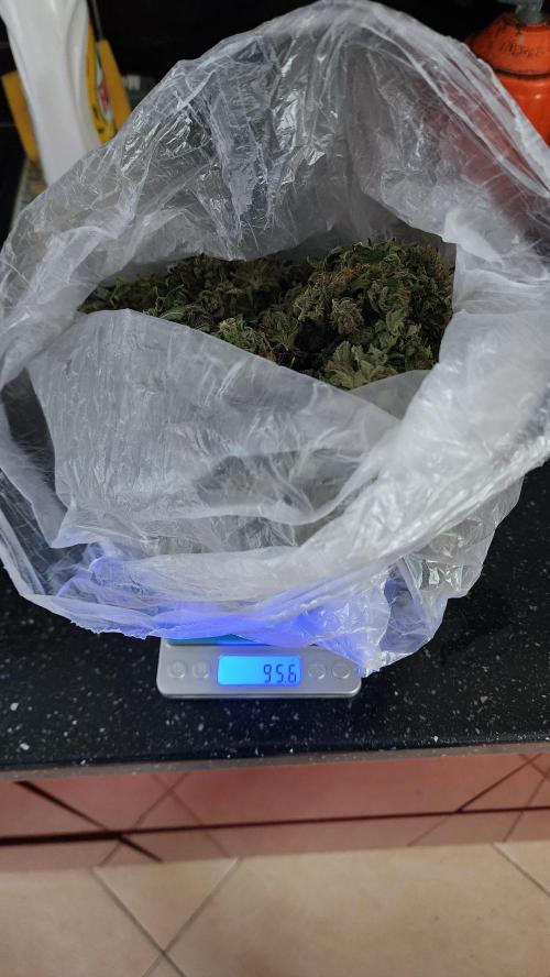 1st grow Sweet pure cbd. Week 16