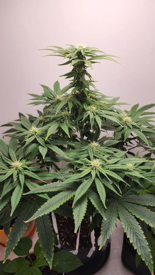 Eleven Rose's. Week 11