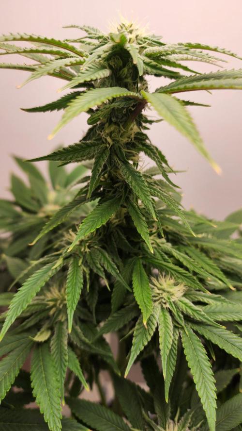 Eleven Rose's. Week 11