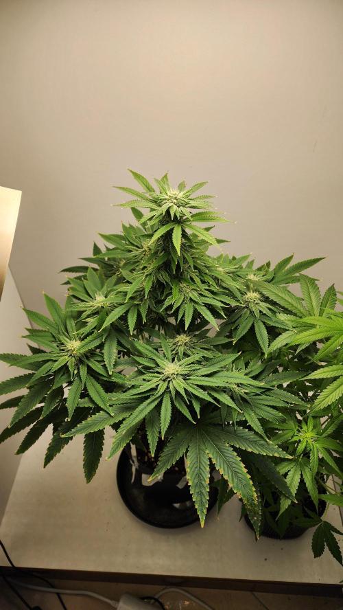 Eleven Rose's. Week 12