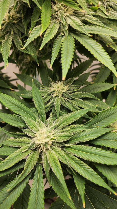 Eleven Rose's. Week 12