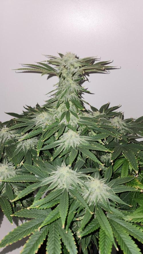 Eleven Rose's. Week 13