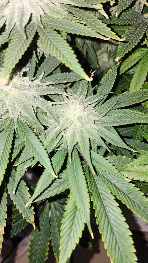 Eleven Rose's. Week 13