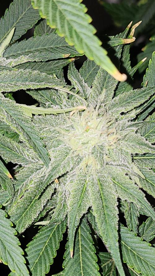 Eleven Rose's. Week 13