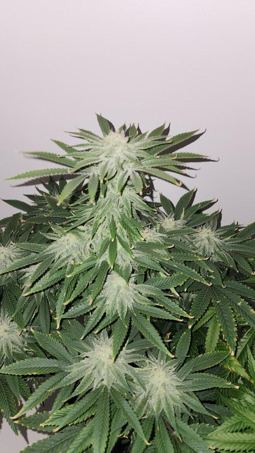 Eleven Rose's. Week 13