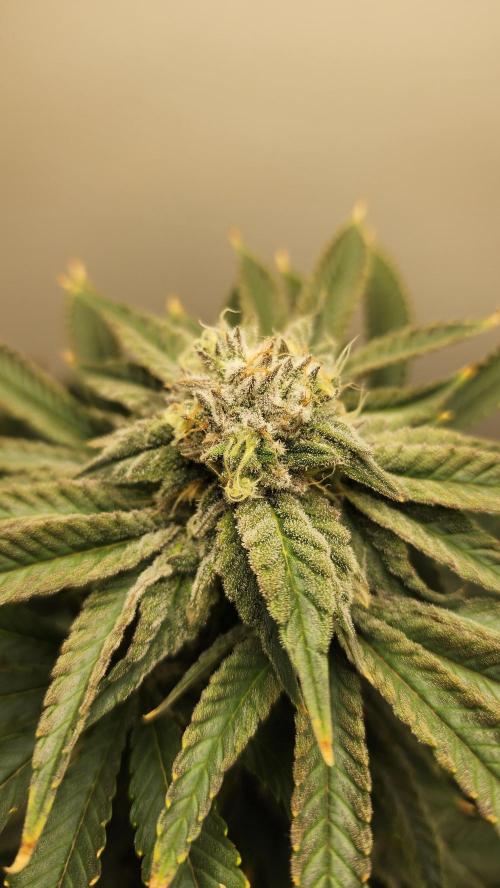 Eleven Rose's. Week 14