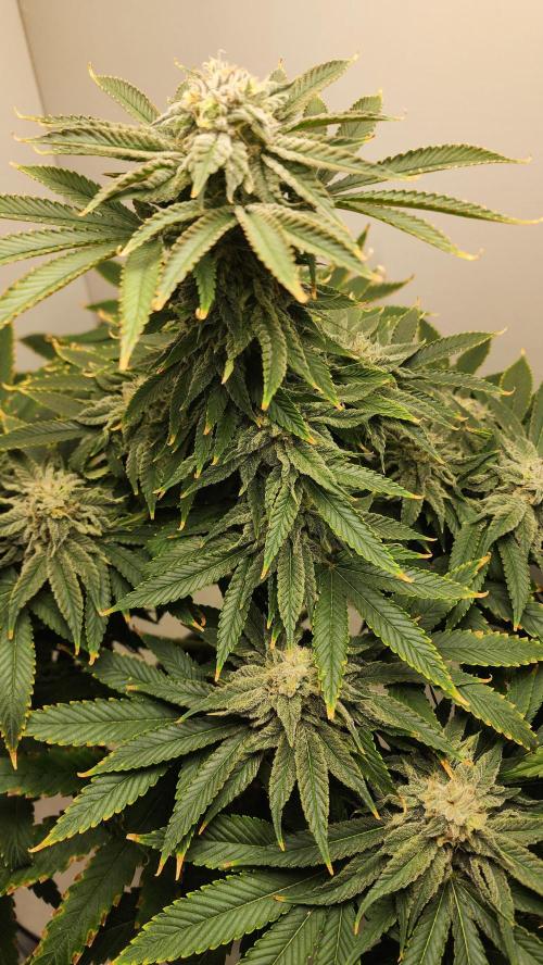 Eleven Rose's. Week 14