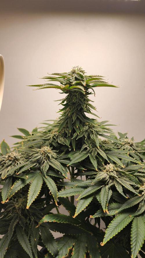 Eleven Rose's. Week 14