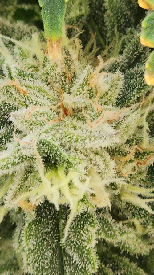 Eleven Rose's. Week 14