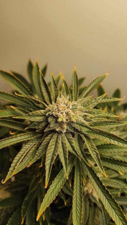 Eleven Rose's. Week 15