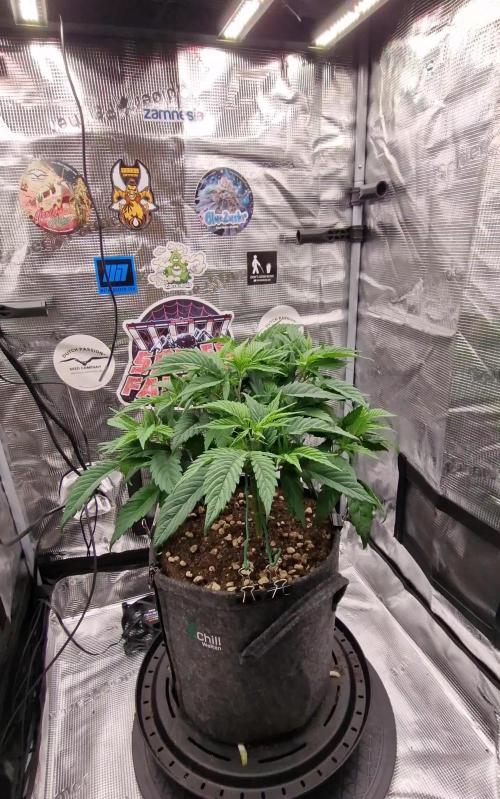 âWinterspecial Bratapfel (regulĂ€r)â