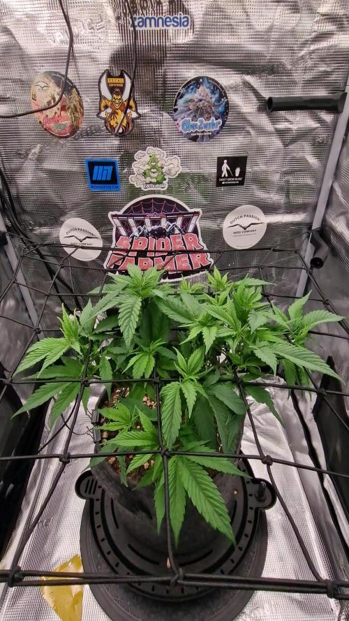 ☆Winterspecial Bratapfel (regulär)☆