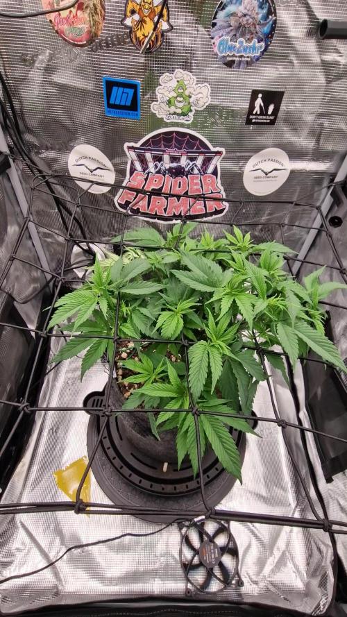 âWinterspecial Bratapfel (regulĂ€r)â