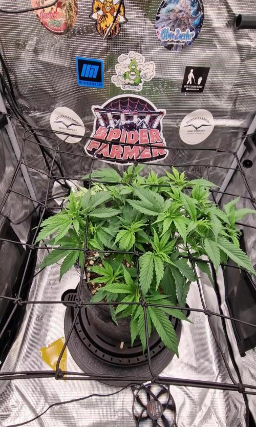 âWinterspecial Bratapfel (regulĂ€r)â