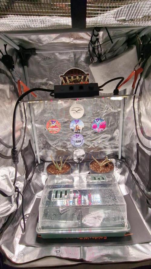 ♡-CBD Mazar  (Mini Grow)-♡