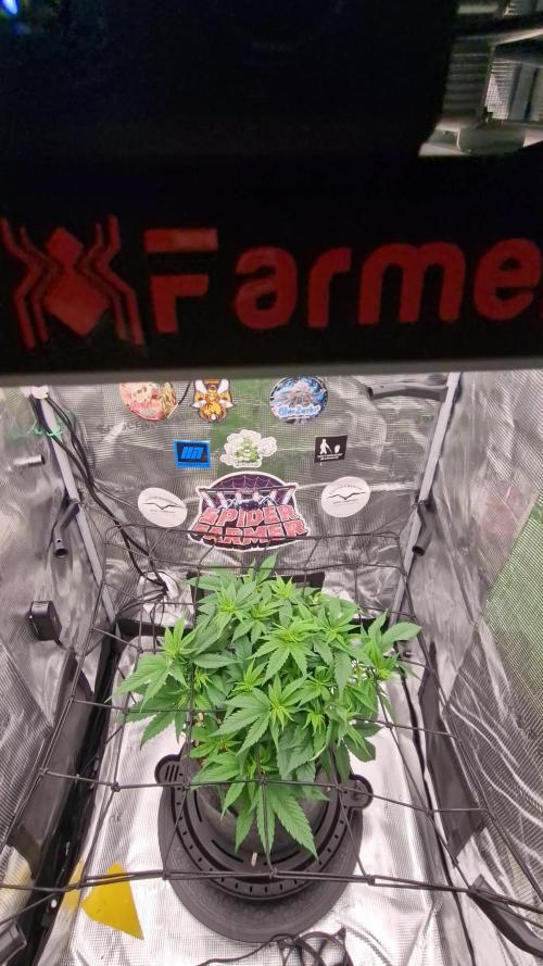 âWinterspecial Bratapfel (regulĂ€r)â