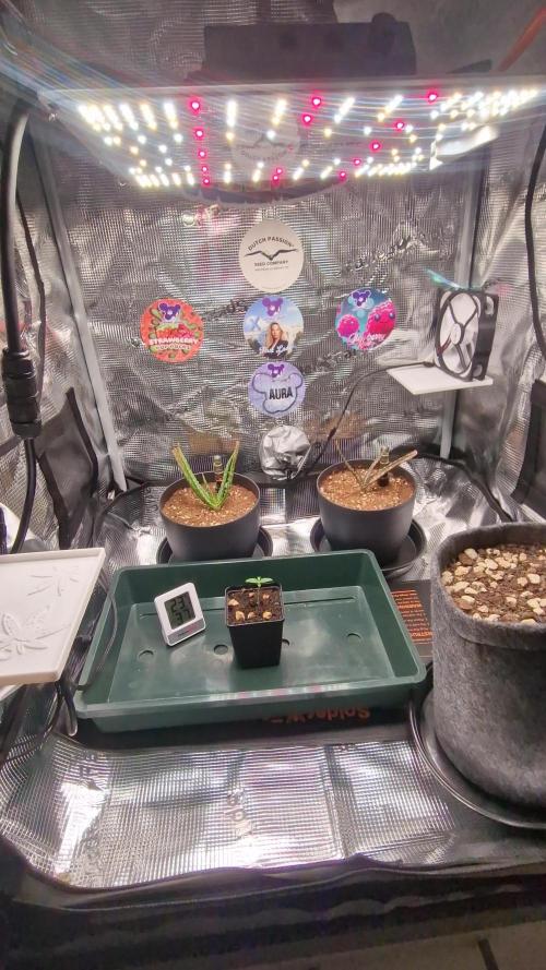 ♡-CBD Mazar  (Mini Grow)-♡