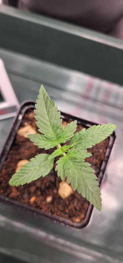 ♡-CBD Mazar  (Mini Grow)-♡. Week 3