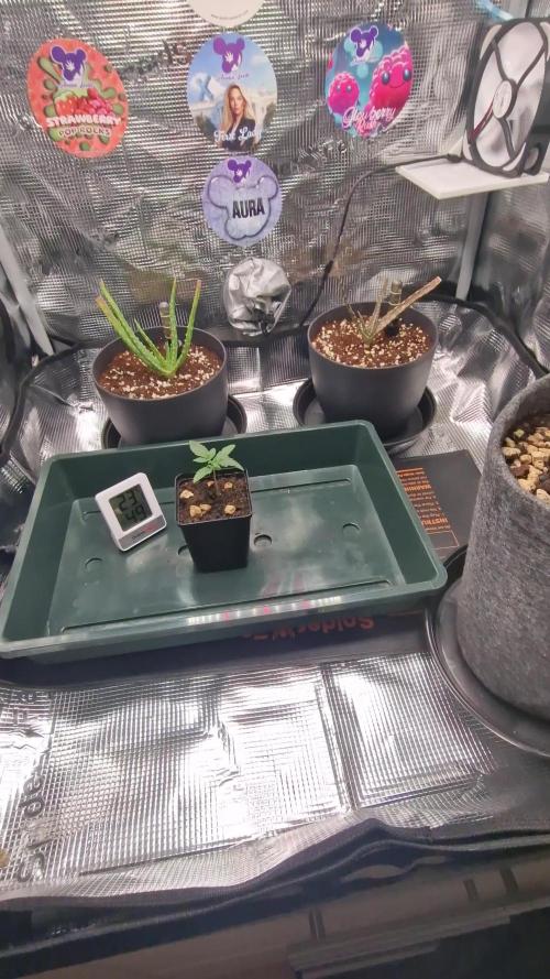 ♡-CBD Mazar  (Mini Grow)-♡