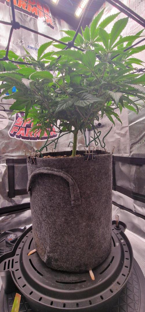 ☆Winterspecial Bratapfel (regulär)☆. Week 7