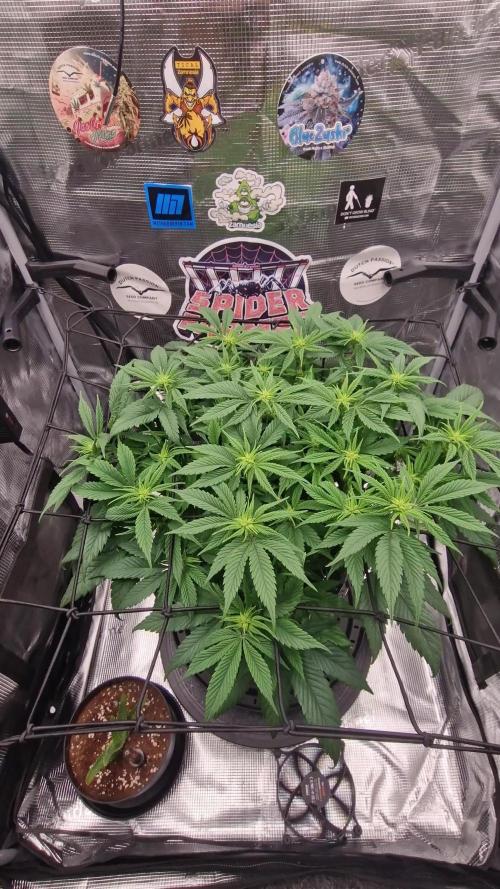 ☆Winterspecial Bratapfel (regulär)☆