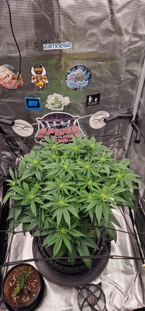 ☆Winterspecial Bratapfel (regulär)☆. Week 7