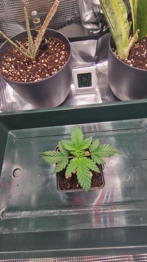 ♡-CBD Mazar  (Mini Grow)-♡