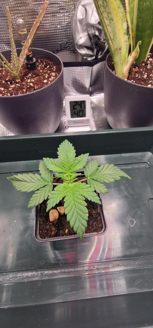 ♡-CBD Mazar  (Mini Grow)-♡. Week 4