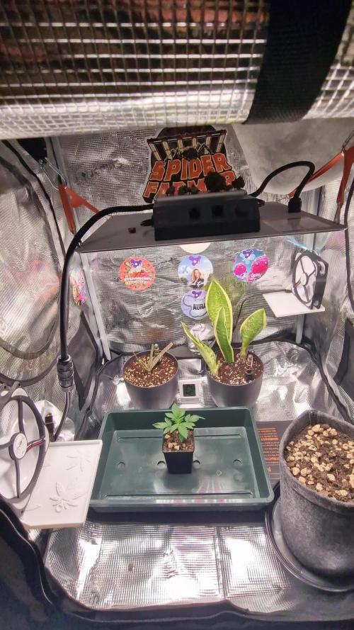 ♡-CBD Mazar  (Mini Grow)-♡