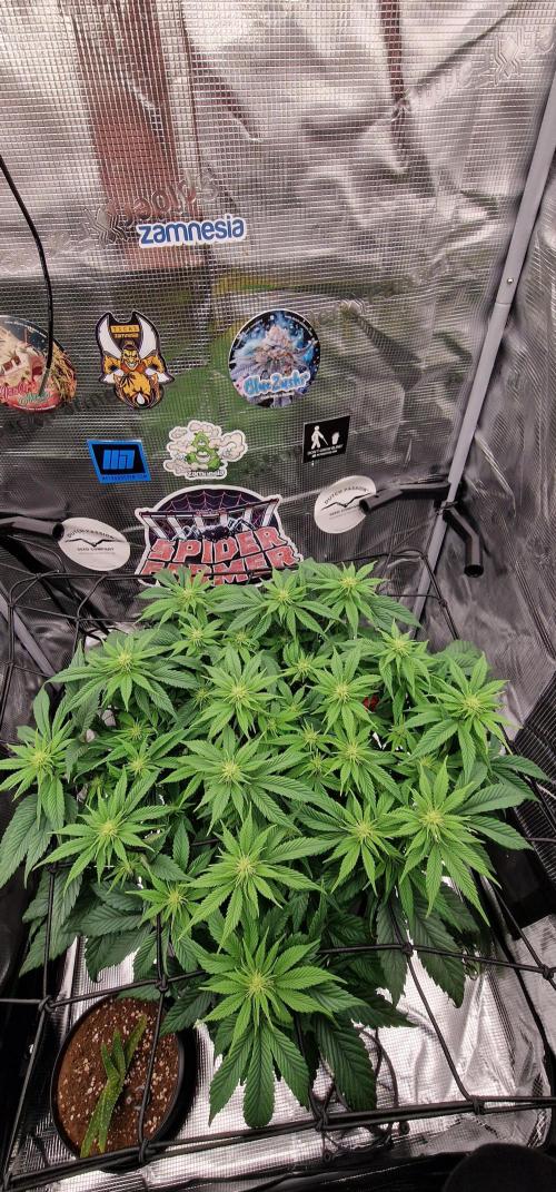 ☆Winterspecial Bratapfel (regulär)☆. Week 8