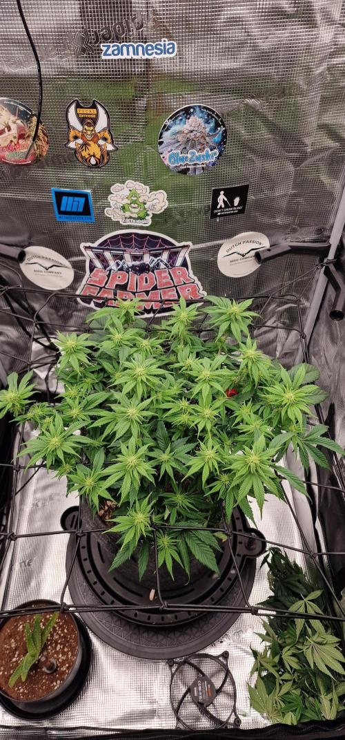 ☆Winterspecial Bratapfel (regulär)☆. Week 8