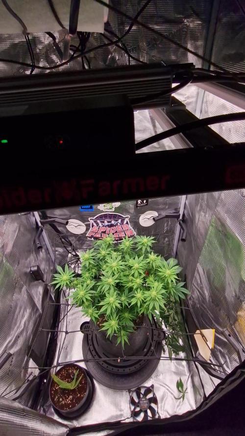 ☆Winterspecial Bratapfel (regulär)☆