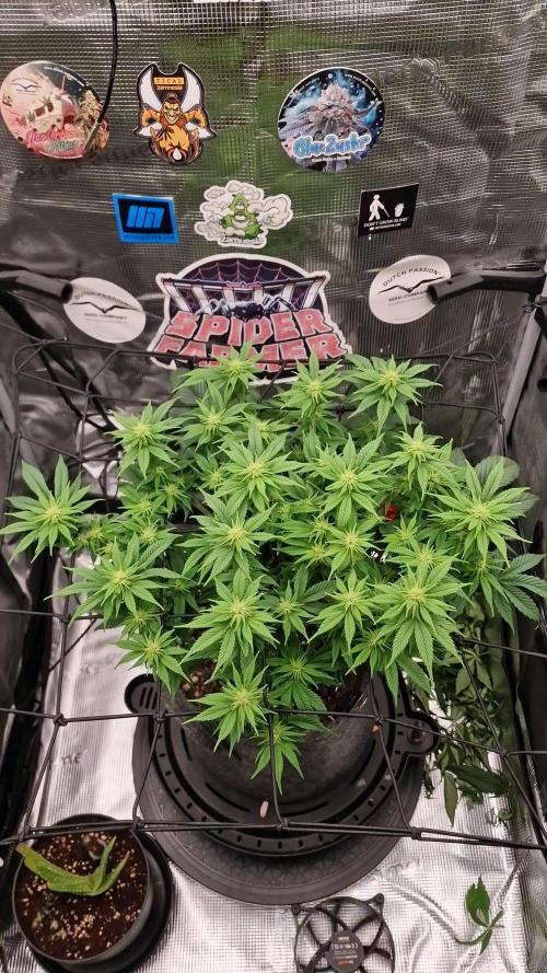 ☆Winterspecial Bratapfel (regulär)☆