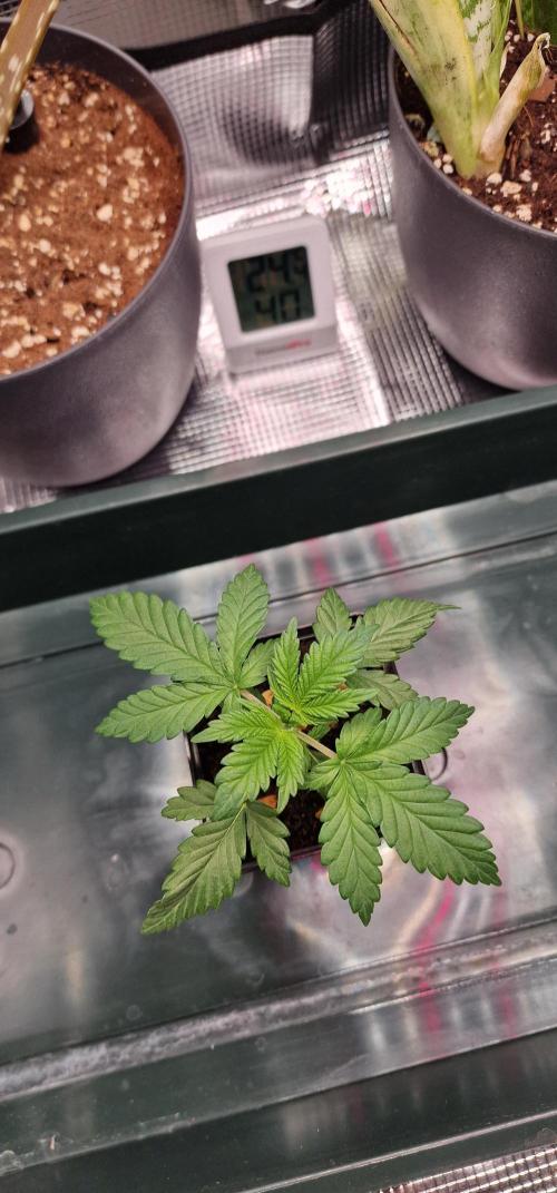 ♡-CBD Mazar  (Mini Grow)-♡. Week 4