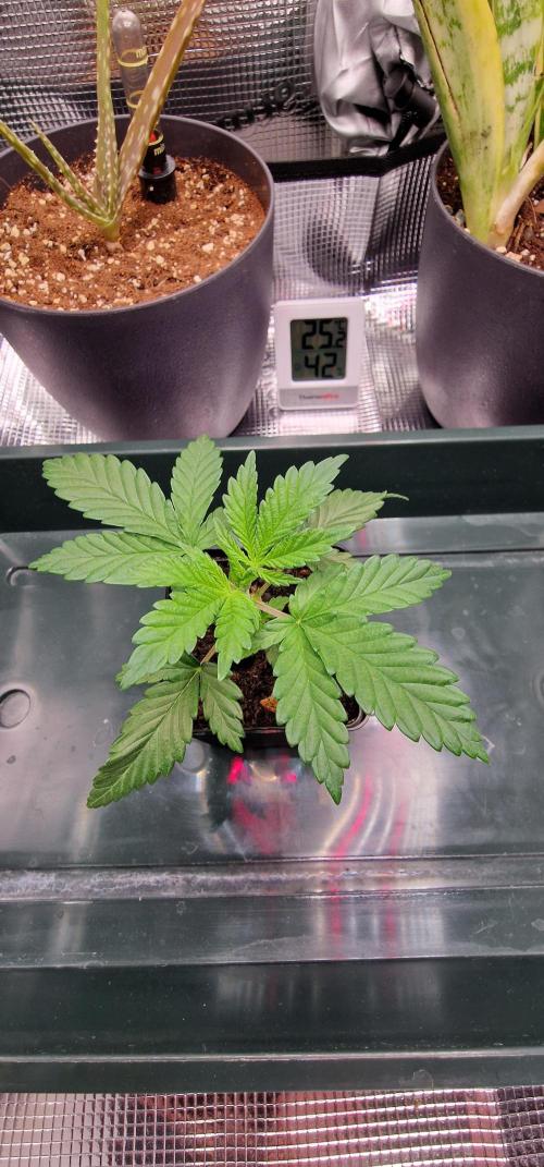 ♡-CBD Mazar  (Mini Grow)-♡. Week 4