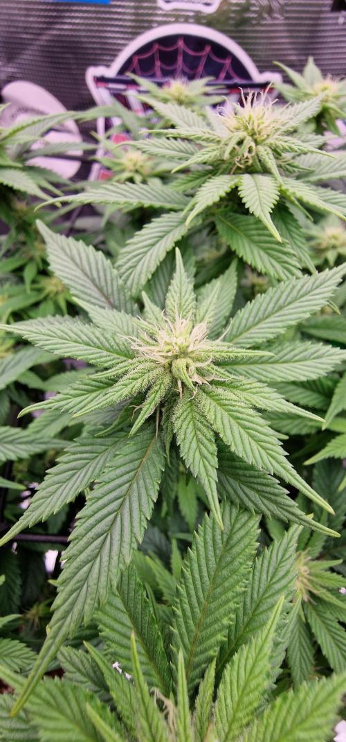 ☆Winterspecial Bratapfel (regulär)☆. Week 8