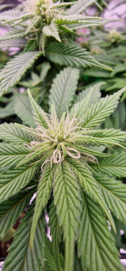 ☆Winterspecial Bratapfel (regulär)☆. Week 8