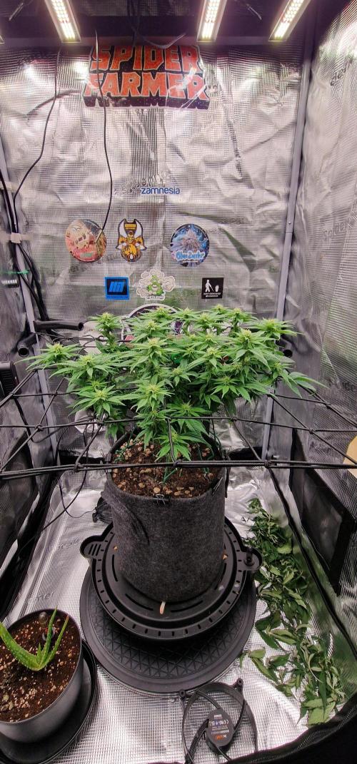 ☆Winterspecial Bratapfel (regulär)☆. Week 8